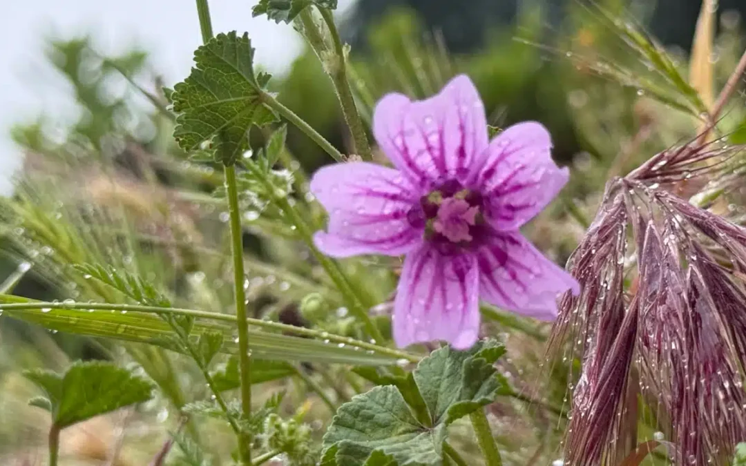 Palette d&rsquo;un printemps sous la pluie – Mai 2026
